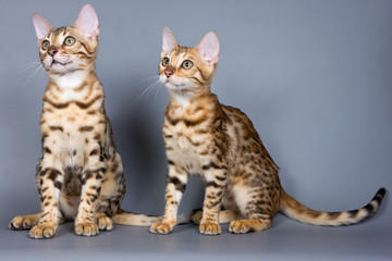 Bengal kitten on grey background