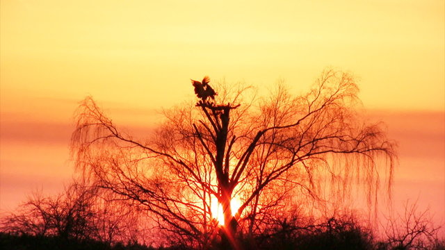 Nest of white storks over trees on sunset