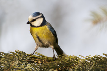 Blaumeise
