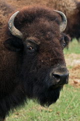 bison