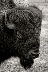 bull bison