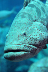Grouper