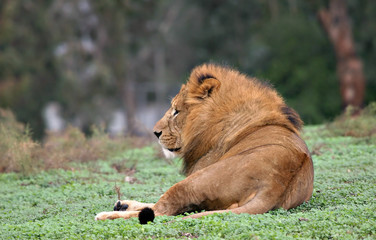 lion seating