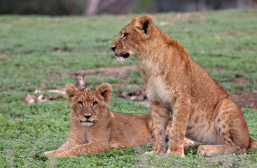 Fototapeta na wymiar young lions