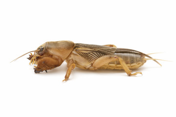 mole cricket isolated on white background