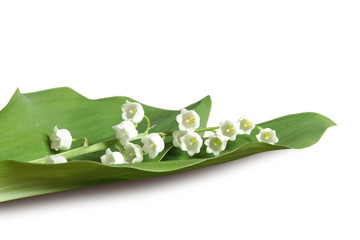 muguet