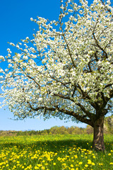 Fototapeta na wymiar Kwitnące drzewa wiosną na wiejskiej?