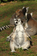 Ring-tailed lemur sitting in the grass