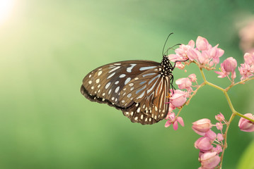 buttefly