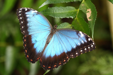 Tropical butterfly