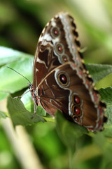Obraz na płótnie Canvas Tropical butterfly
