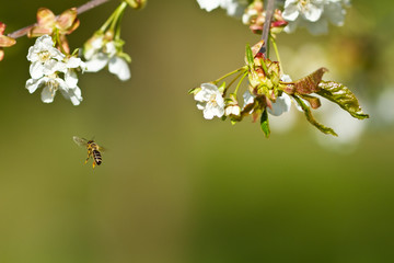 Flying bee