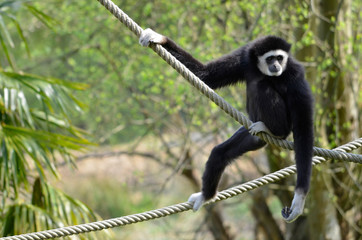 Gibbon à mains blanches sur des cordes