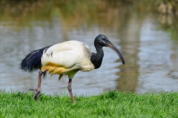 Ibis sacré de profil marchant sur l'herbe près d'un étang
