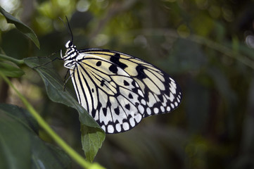 Close-up of a butterfly in a green forest