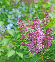 Purple lilac or syringa; shallow depth of field