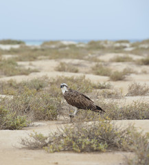 Osprey in a desert wilderness