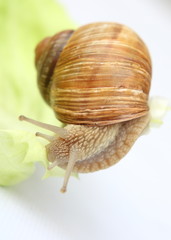 Snail sliding on a piece of lettuce