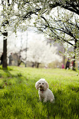 dog sitting in grass