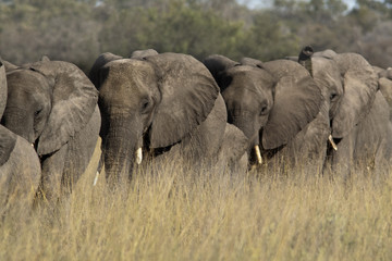 Obraz premium Elefantes