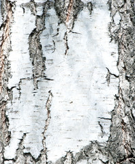 birch background