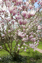 Fototapeta premium blühende Magnolie im Garten