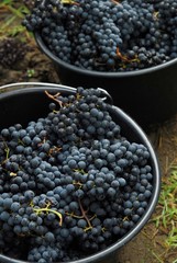 Raisin, vendanges manuelles