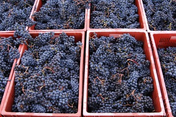 Raisin, vendanges manuelles