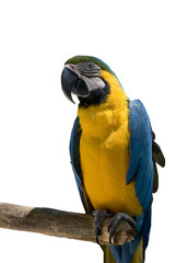 Parrot