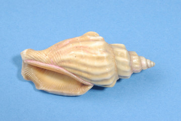 Concha de mar sobre fondo azul