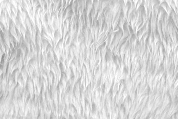 Obraz premium white fur