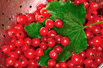 currant, fresh, fruit, food, vegetatian