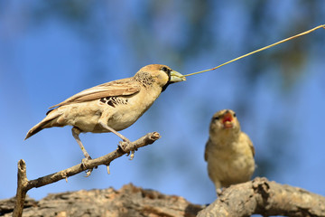 sociable weaver