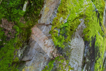Moss covered granite