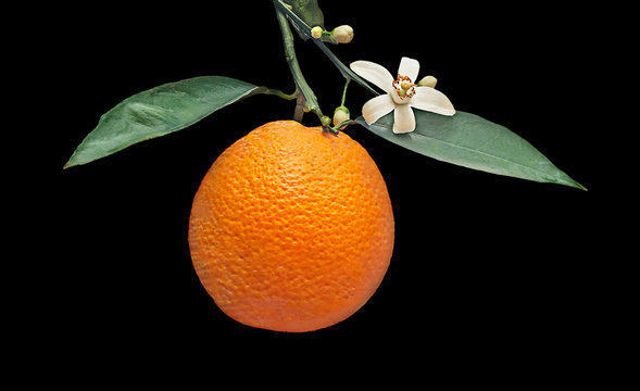 Oranges and flowers isolated on black background