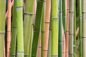 Obraz premium Bambus - bamboo 45