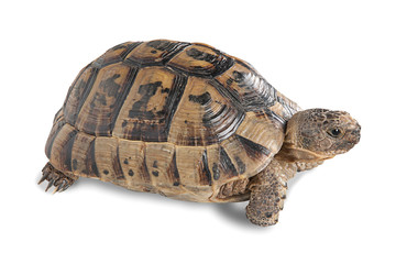 Close up of greek tortoise