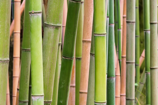 Bambus - bamboo 45