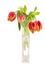 Fototapeta premium Tulpen