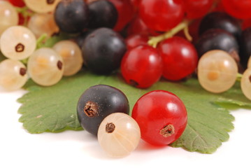 Johannisbeeren