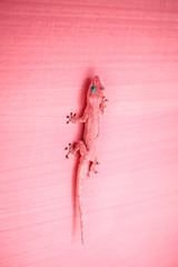 Fototapeta premium Pink gecko on the wall