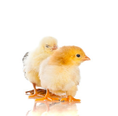 Cute little baby chicken against white background