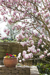 blühende Magnolie im Garten