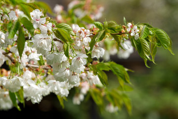 Blossom flowers on the tree in April