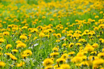 Field of dandelions