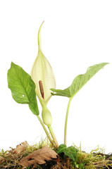 Arum flower