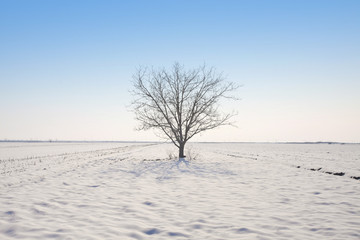 Fototapeta premium lone tree