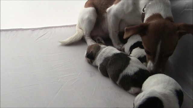 Jack Russel Welpen