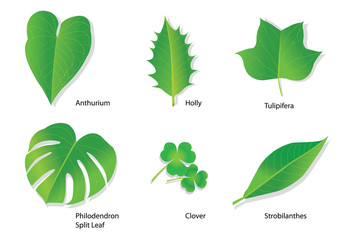Tropical leaves with botanical names
