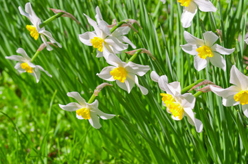 Beautiful white flowers on green background. Narcissus